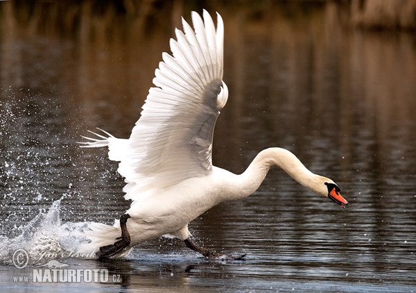 Der Höckerschwan (Cygnus olor)