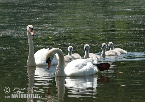 Der Höckerschwan (Cygnus olor)