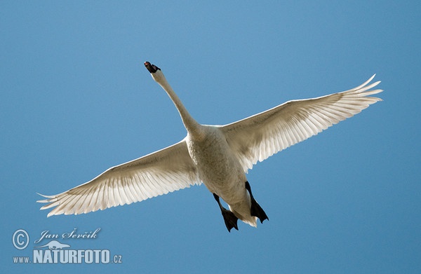 Der Höckerschwan (Cygnus olor)