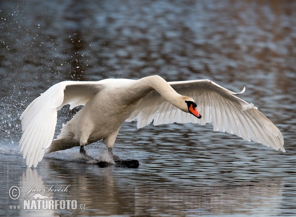 Der Höckerschwan (Cygnus olor)