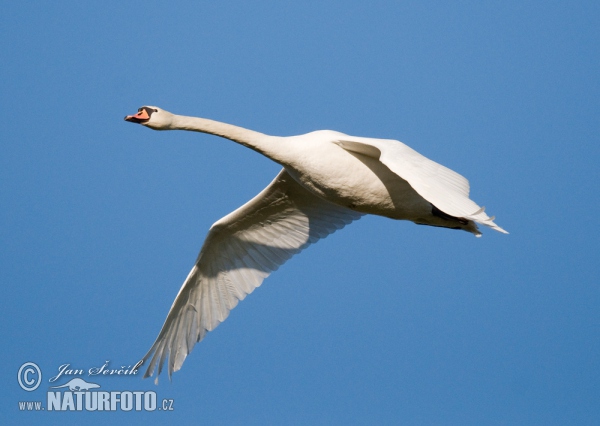 Der Höckerschwan (Cygnus olor)