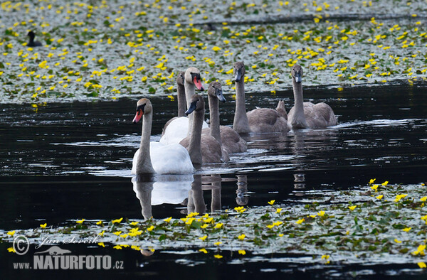 Der Höckerschwan (Cygnus olor)