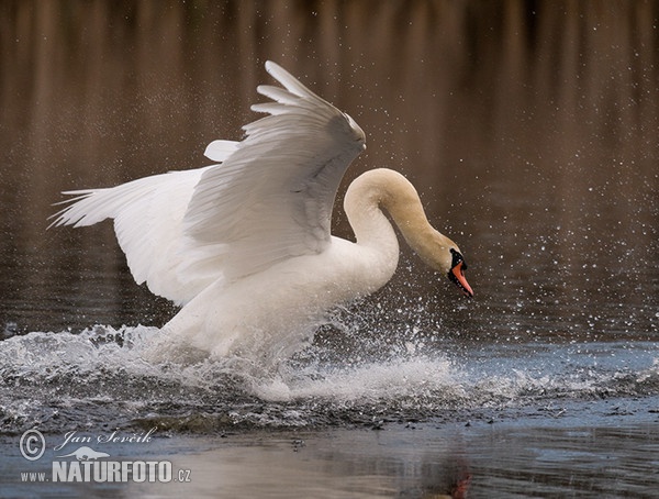 Der Höckerschwan (Cygnus olor)