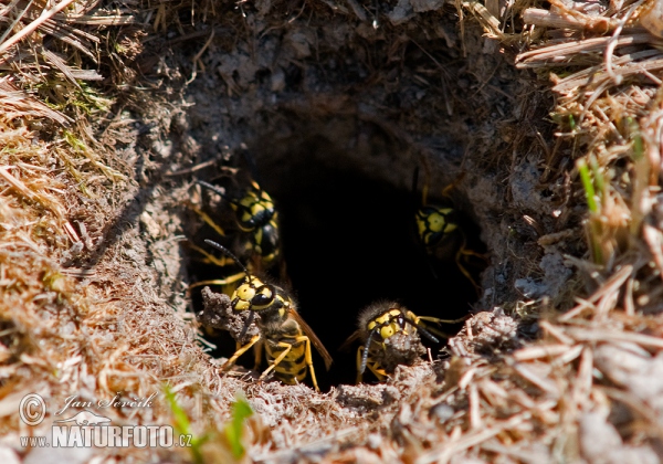 Deutsche waspe (Vespula germanica)