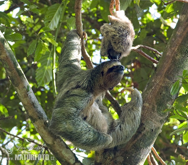 Drei finger faultiere (Bradypus variegatus)