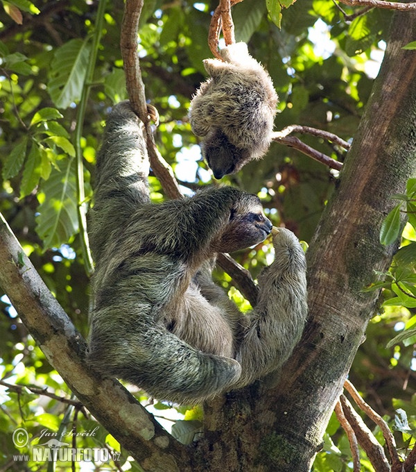 Drei finger faultiere (Bradypus variegatus)