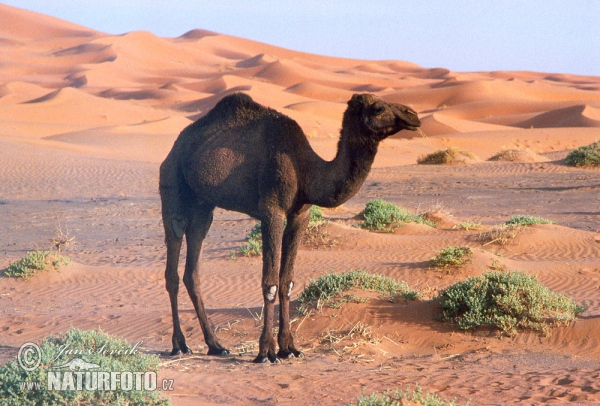 Dromedar, Einhöckriges, Arabisches Kamel (Camelus dromedarius)