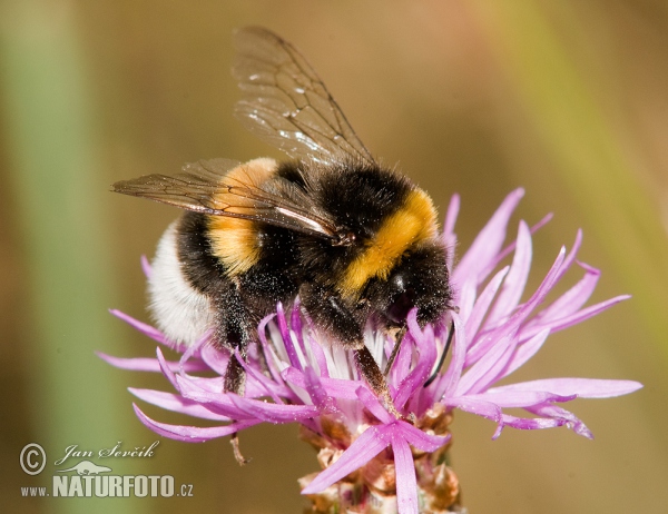 Dunkle Erdhummel (Bombus terrestris)