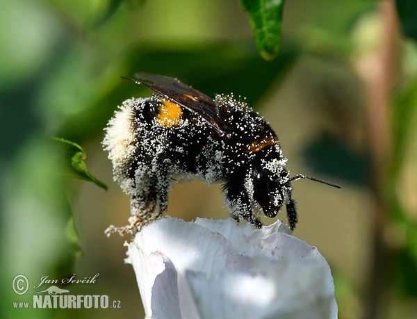 Dunkle Erdhummel (Bombus terrestris)