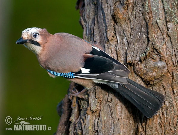 Eichelhäher (Garrulus glandarius)