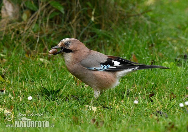 Eichelhäher (Garrulus glandarius)