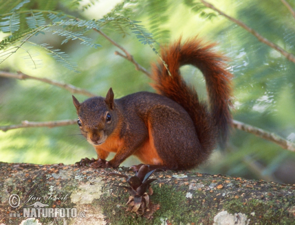 Eichhörnchen (Sciurus granatensis)