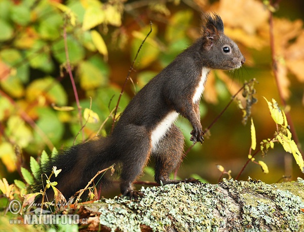Eichhörnchen (Sciurus vulgaris)
