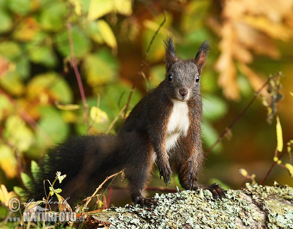 Eichhörnchen (Sciurus vulgaris)