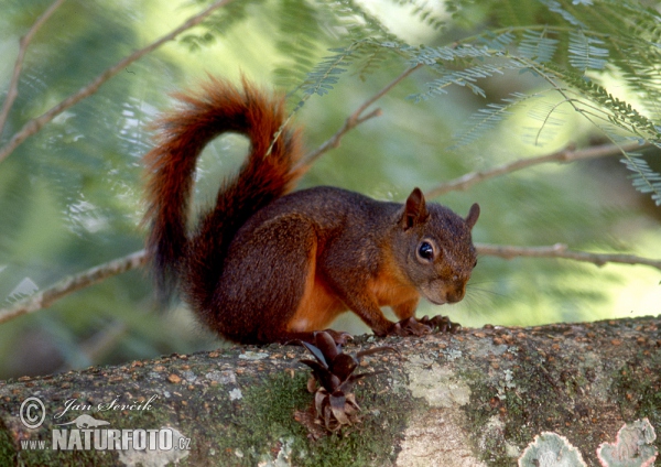 Eichhörnchen (Sciurus granatensis)