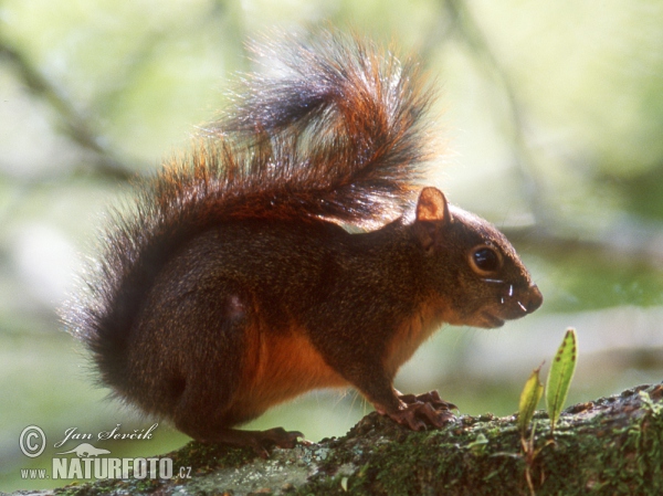 Eichhörnchen (Sciurus granatensis)