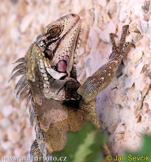 Eidechse (Iguana iguana)