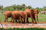 Afrikanischer Elefant