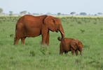 Afrikanischer Elefant