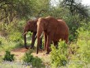 Afrikanischer Elefant