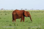 Afrikanischer Elefant