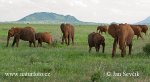 Afrikanischer Elefant