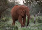 Afrikanischer Elefant