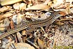 Ameiva