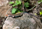 Ameiva auberi