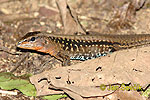 Ameiva festiva