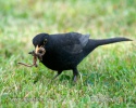 Amsel