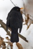 Amsel