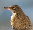 Amsel