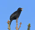 Amsel