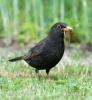 Amsel