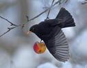 Amsel