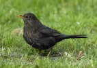 Amsel