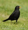 Amsel