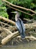 Anhinga