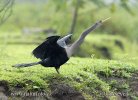 Anhinga