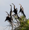 Anhinga