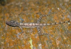 Anole