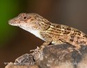 Anolis