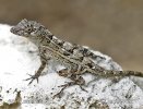 Anolis