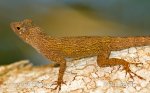 Anolis