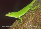 Anolis