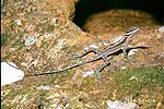 Anolis lucius