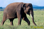 Asiatische Elefant