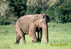Asiatische Elefant