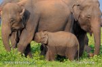 Asiatische Elefant